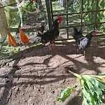 Bed and breakfast Dimora Rosella