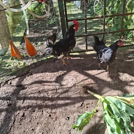 Bed and Breakfast Dimora Rosella