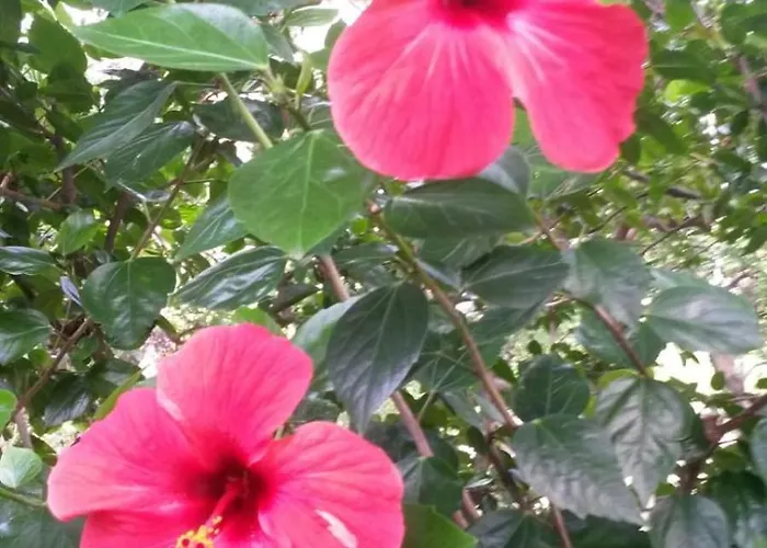 Dimora Rosella * Tramonti