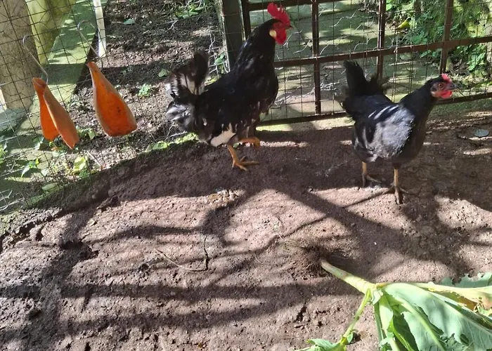 Nocleg ze śniadaniem Dimora Rosella